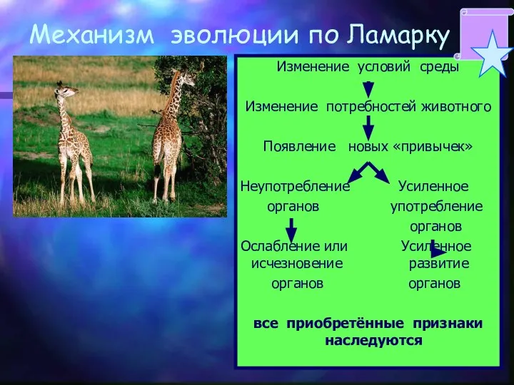 Механизм эволюции по Ламарку Изменение условий среды Изменение потребностей животного Появление новых