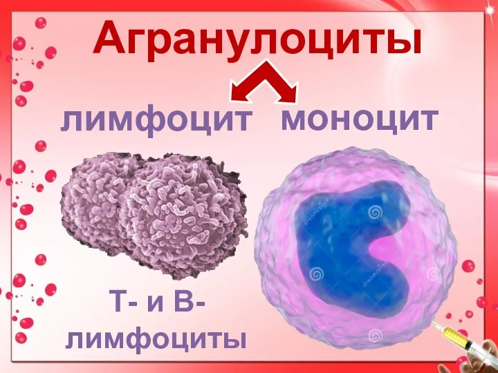 Агранулоциты лимфоцит моноцит Т- и В-лимфоциты