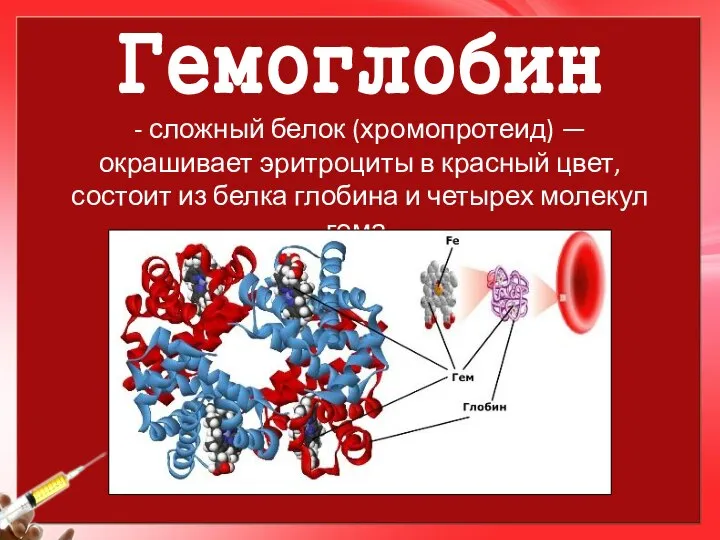 Гемоглобин - сложный белок (хромопротеид) — окрашивает эритроциты в красный цвет, состоит