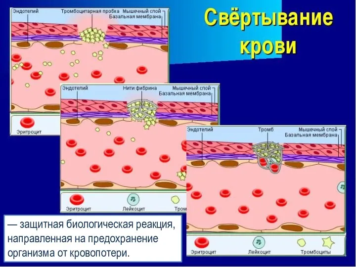 Заголовок слайда Текст слайда — защитная биологическая реакция, направленная на предохранение организма от кровопотери.