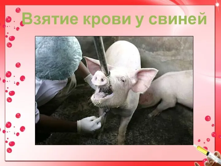 Взятие крови у свиней