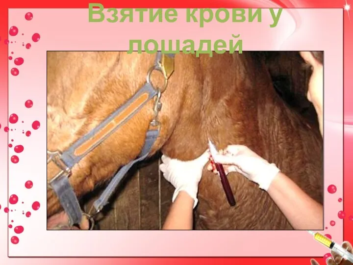 Взятие крови у лошадей