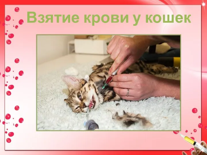 Взятие крови у кошек