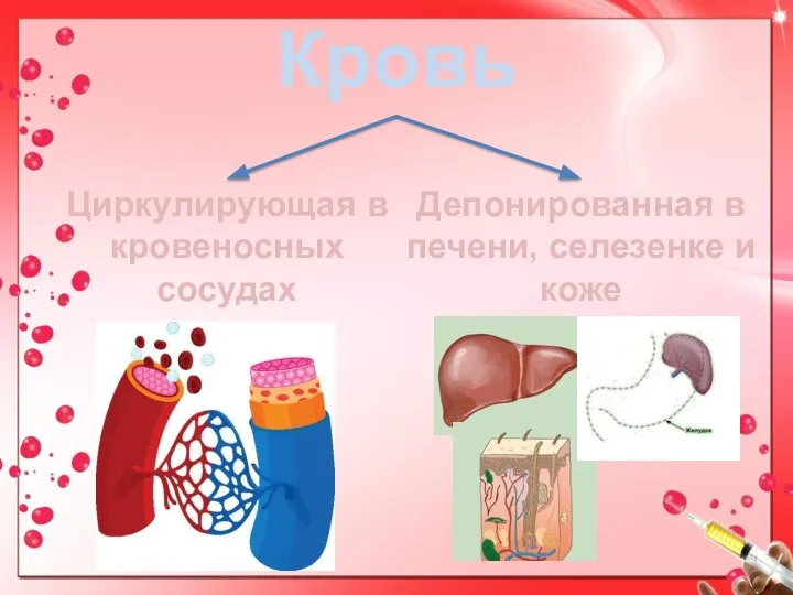 Кровь Циркулирующая в кровеносных сосудах Депонированная в печени, селезенке и коже