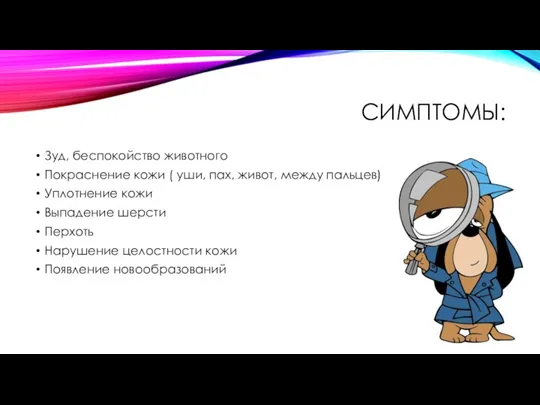 СИМПТОМЫ: Зуд, беспокойство животного Покраснение кожи ( уши, пах, живот, между пальцев)