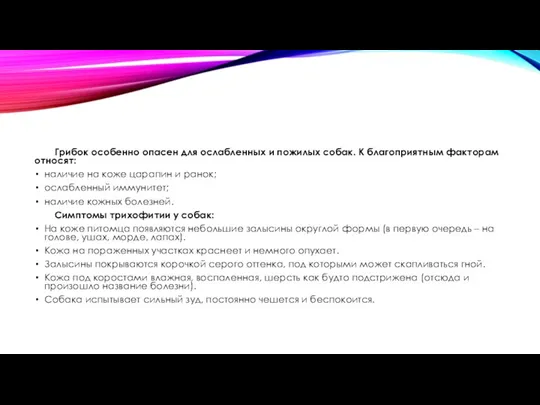 Грибок особенно опасен для ослабленных и пожилых собак. К благоприятным факторам относят: