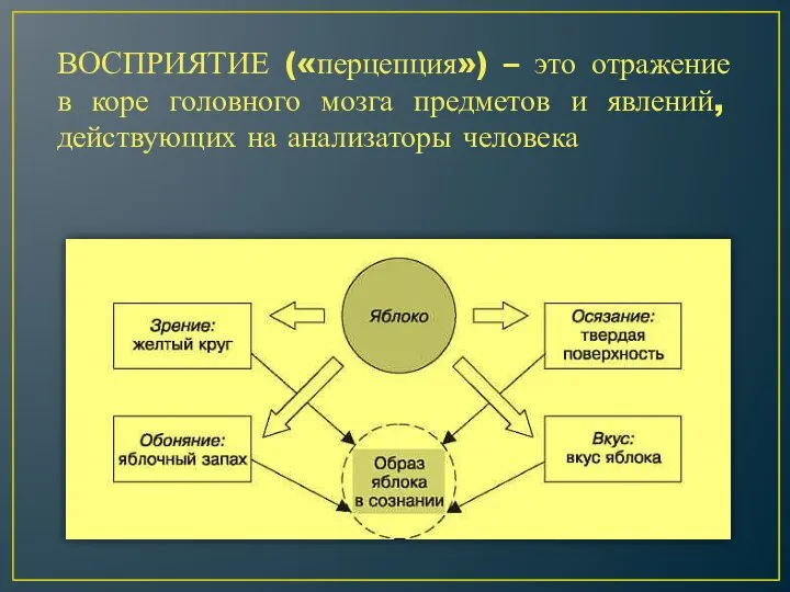 ВОСПРИЯТИЕ («перцепция») – это отражение в коре головного мозга предметов и явлений, действующих на анализаторы человека