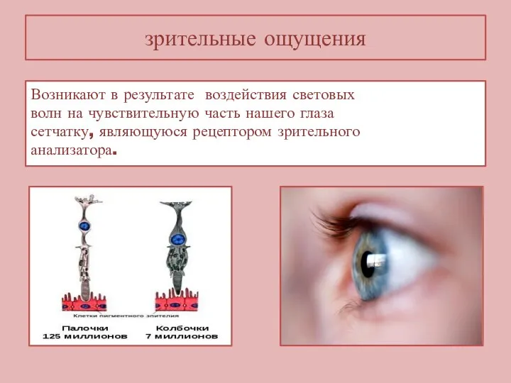 зрительные ощущения Возникают в результате воздействия световых волн на чувствительную часть нашего