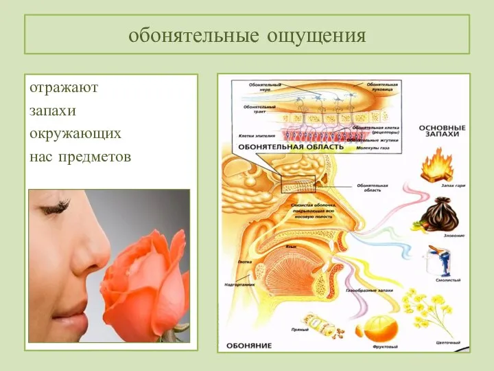 обонятельные ощущения отражают запахи окружающих нас предметов