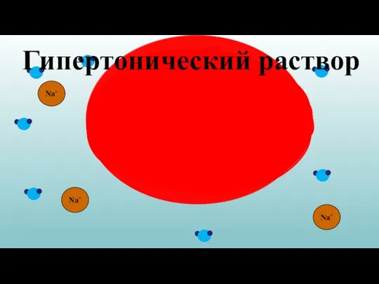 Na+ Na+ Na+ Гипертонический раствор