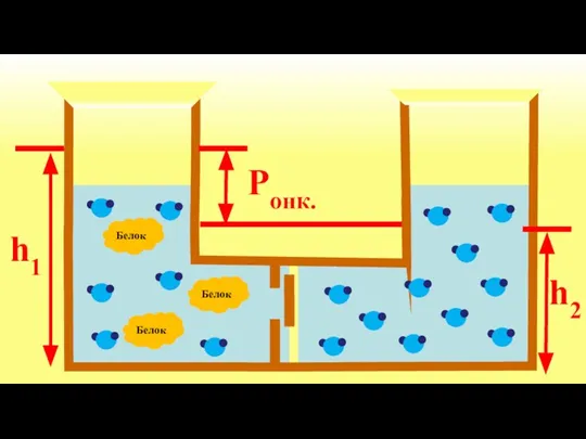 Белок h1 h2 Pонк. Белок Белок