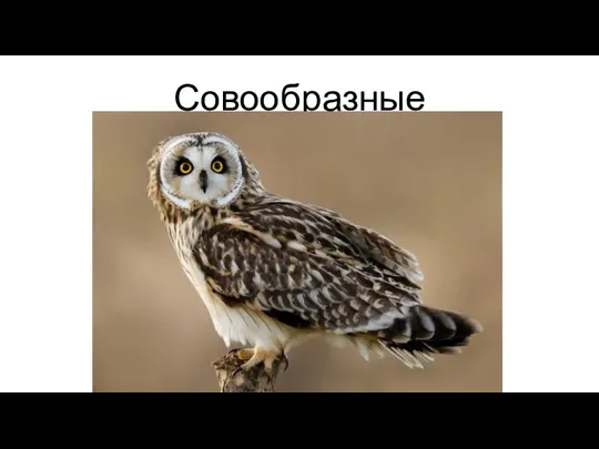 Совообразные