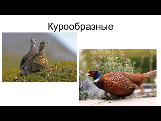 Курообразные