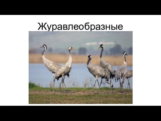 Журавлеобразные