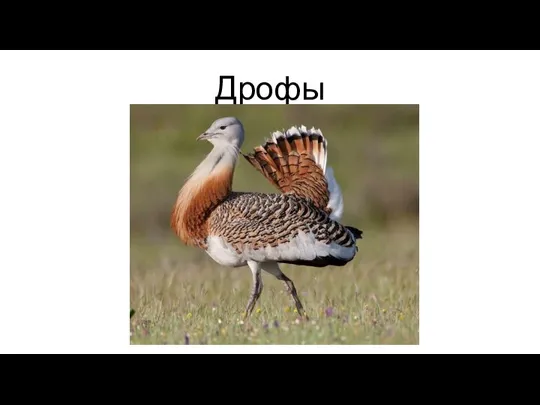 Дрофы