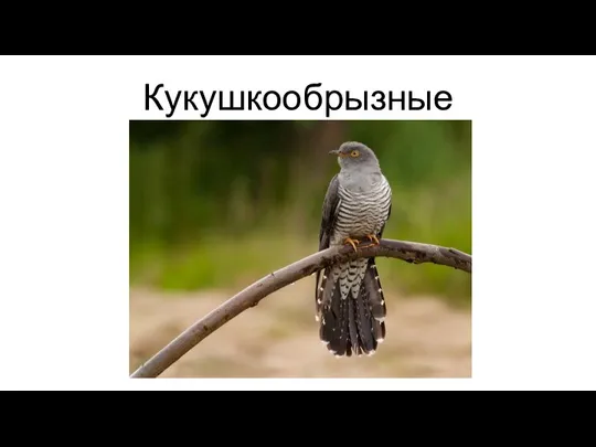 Кукушкообрызные