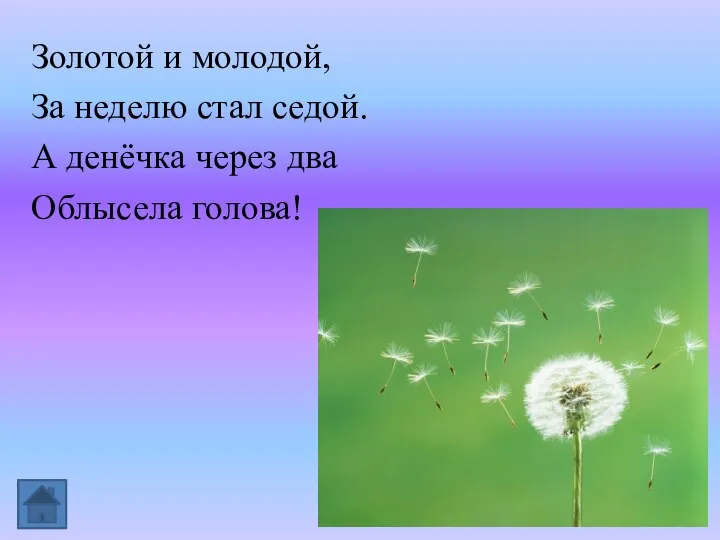 Золотой и молодой, За неделю стал седой. А денёчка через два Облысела голова!