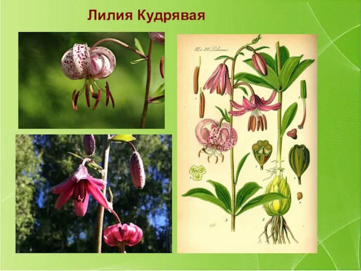 Лилия Кудрявая