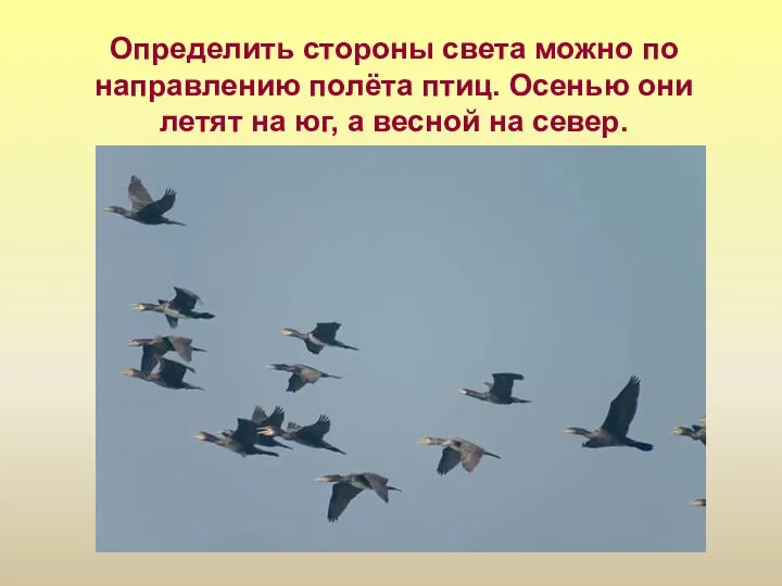 Определить стороны света можно по направлению полёта птиц. Осенью они летят на