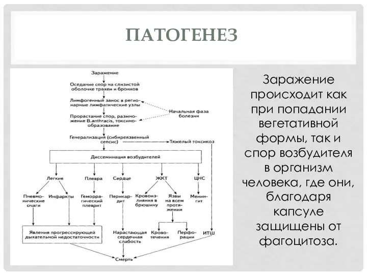 ПАТОГЕНЕЗ Заражение происходит как при попадании вегетативной формы, так и спор возбудителя