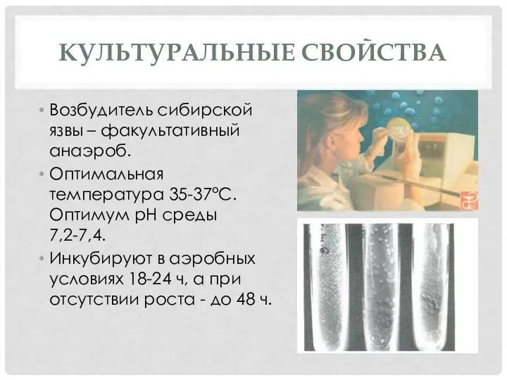 КУЛЬТУРАЛЬНЫЕ СВОЙСТВА Возбудитель сибирской язвы – факультативный анаэроб. Оптимальная температура 35-37°С. Оптимум