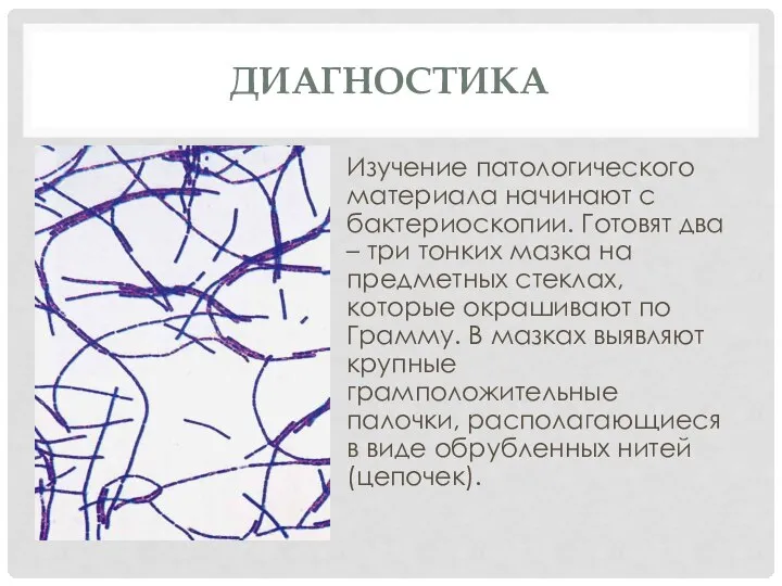 ДИАГНОСТИКА Изучение патологического материала начинают с бактериоскопии. Готовят два – три тонких