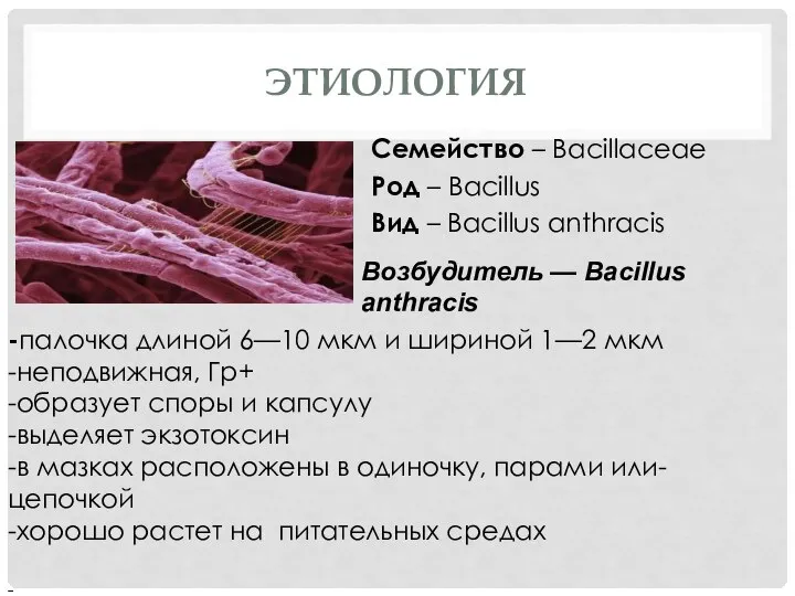 ЭТИОЛОГИЯ Семейство – Bacillaceae Род – Bacillus Вид – Bacillus anthracis -палочка