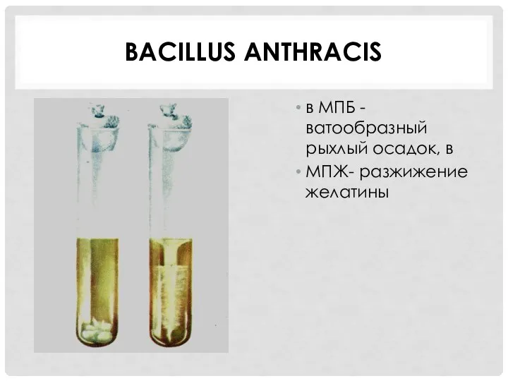 BACILLUS ANTHRACIS в МПБ - ватообразный рыхлый осадок, в МПЖ- разжижение желатины