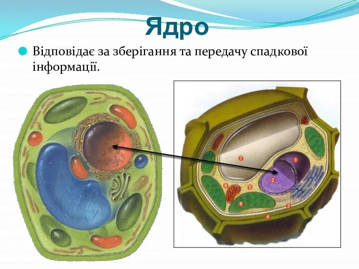 Ядро Відповідає за зберігання та передачу спадкової інформації.