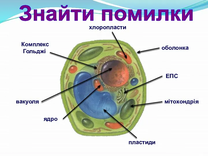 ЕПС хлоропласти вакуоля пластиди Комплекс Гольджі оболонка мітохондрія ядро Знайти помилки