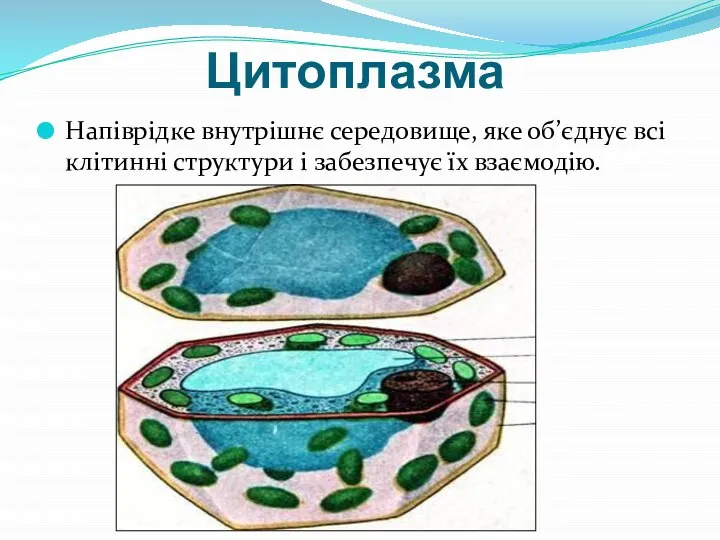 Цитоплазма Напіврідке внутрішнє середовище, яке об’єднує всі клітинні структури і забезпечує їх взаємодію.