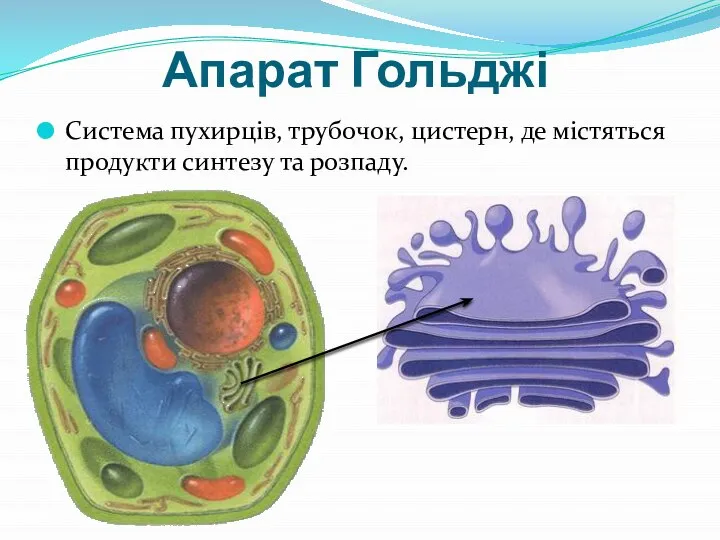 Апарат Гольджі Система пухирців, трубочок, цистерн, де містяться продукти синтезу та розпаду.