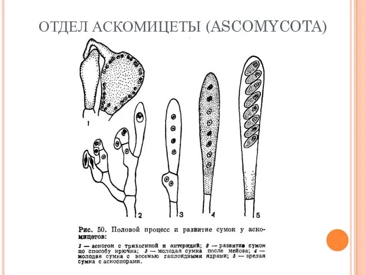 ОТДЕЛ АСКОМИЦЕТЫ (ASCOMYCOTA)