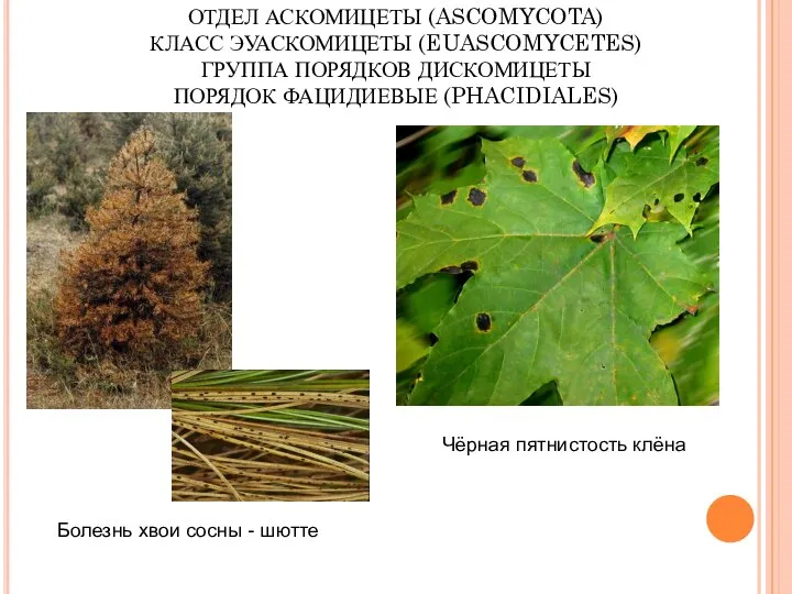 ОТДЕЛ АСКОМИЦЕТЫ (ASCOMYCOTA) КЛАСС ЭУАСКОМИЦЕТЫ (EUASCOMYCETES) ГРУППА ПОРЯДКОВ ДИСКОМИЦЕТЫ ПОРЯДОК ФАЦИДИЕВЫЕ (PHACIDIALES)