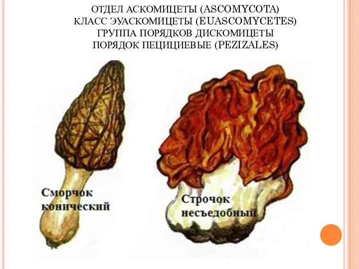 ОТДЕЛ АСКОМИЦЕТЫ (ASCOMYCOTA) КЛАСС ЭУАСКОМИЦЕТЫ (EUASCOMYCETES) ГРУППА ПОРЯДКОВ ДИСКОМИЦЕТЫ ПОРЯДОК ПЕЦИЦИЕВЫЕ (PEZIZALES)