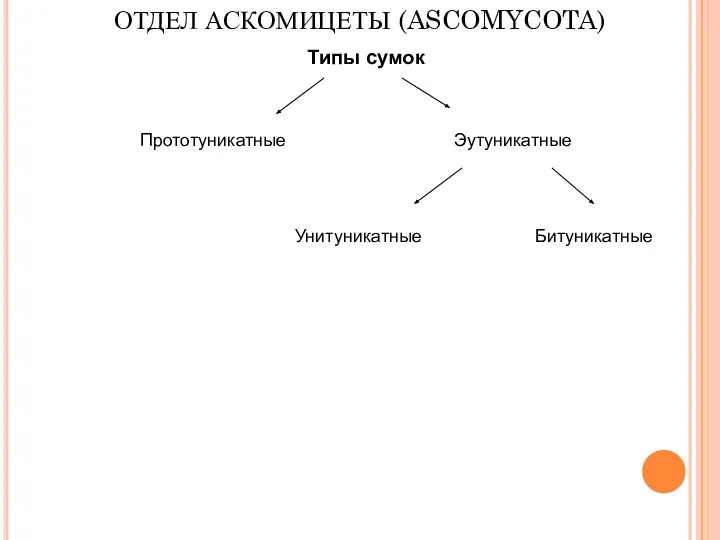 ОТДЕЛ АСКОМИЦЕТЫ (ASCOMYCOTA) Типы сумок Прототуникатные Эутуникатные Унитуникатные Битуникатные