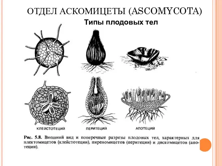 ОТДЕЛ АСКОМИЦЕТЫ (ASCOMYCOTA) Типы плодовых тел