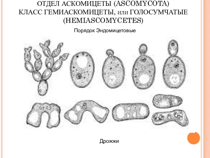 ОТДЕЛ АСКОМИЦЕТЫ (ASCOMYCOTA) КЛАСС ГЕМИАСКОМИЦЕТЫ, или ГОЛОСУМЧАТЫЕ (HEMIASCOMYCETES) Дрожжи Порядок Эндомицетовые