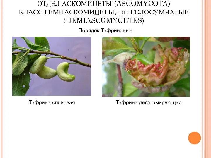 ОТДЕЛ АСКОМИЦЕТЫ (ASCOMYCOTA) КЛАСС ГЕМИАСКОМИЦЕТЫ, или ГОЛОСУМЧАТЫЕ (HEMIASCOMYCETES) Тафрина сливовая Порядок Тафриновые Тафрина деформирующая