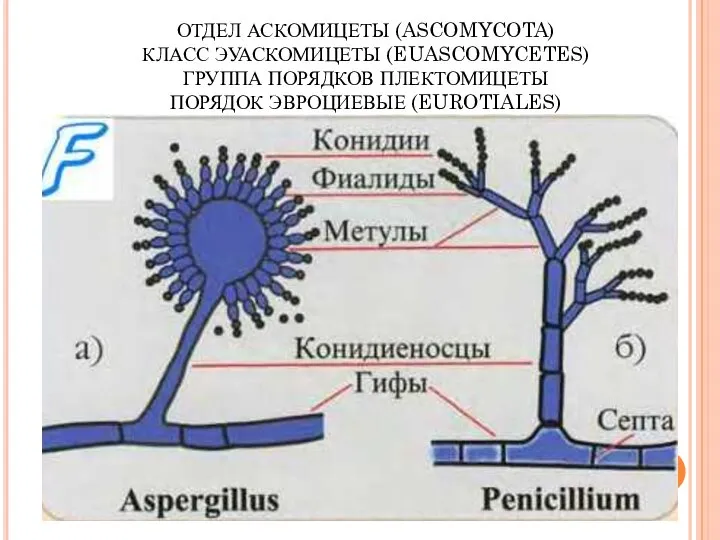 ОТДЕЛ АСКОМИЦЕТЫ (ASCOMYCOTA) КЛАСС ЭУАСКОМИЦЕТЫ (EUASCOMYCETES) ГРУППА ПОРЯДКОВ ПЛЕКТОМИЦЕТЫ ПОРЯДОК ЭВРОЦИЕВЫЕ (EUROTIALES)