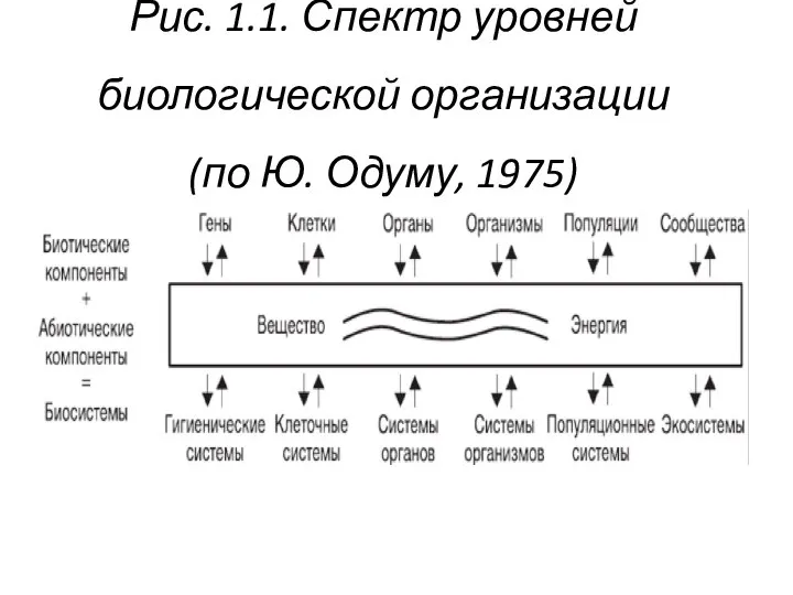 Рис. 1.1. Спектр уровней биологической организации (по Ю. Одуму, 1975)