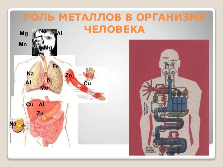 РОЛЬ МЕТАЛЛОВ В ОРГАНИЗМЕ ЧЕЛОВЕКА Na Na Na K Mg Mg Mn