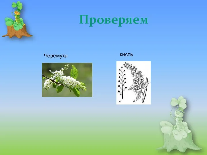 Проверяем Черемуха кисть