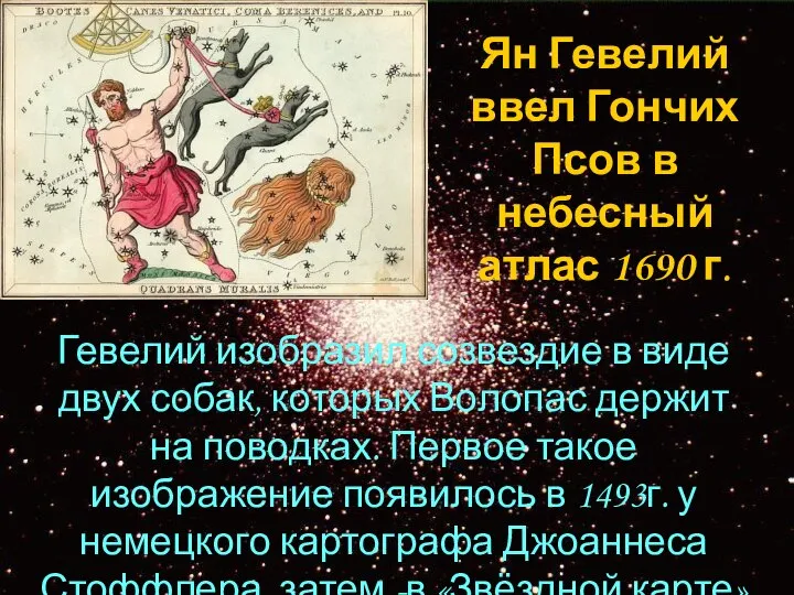 Гевелий изобразил созвездие в виде двух собак, которых Волопас держит на поводках.