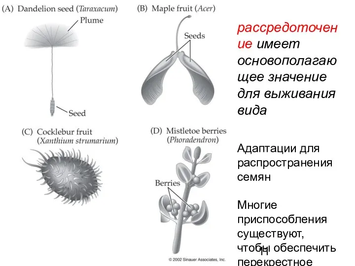 рассредоточение имеет основополагающее значение для выживания вида Адаптации для распространения семян Многие