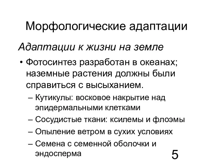 Морфологические адаптации Адаптации к жизни на земле Фотосинтез разработан в океанах; наземные