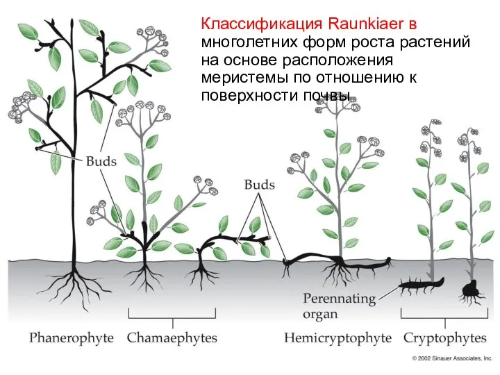 Классификация Raunkiaer в многолетних форм роста растений на основе расположения меристемы по отношению к поверхности почвы