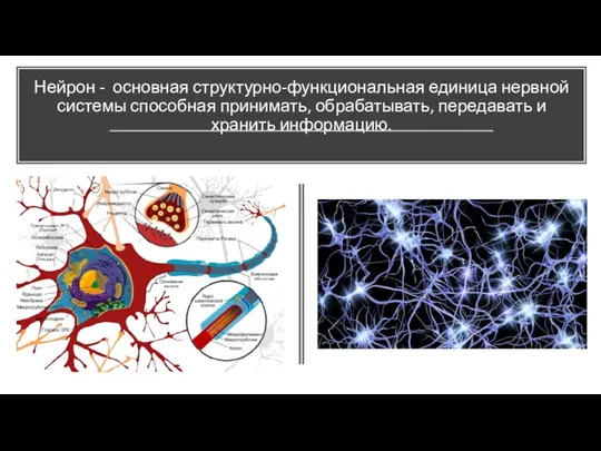 Нейрон - основная структурно-функциональная единица нервной системы способная принимать, обрабатывать, передавать и хранить информацию.