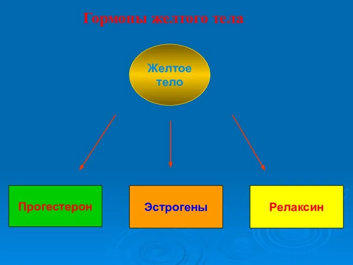 Гормоны желтого тела Желтое тело Релаксин Эстрогены Прогестерон