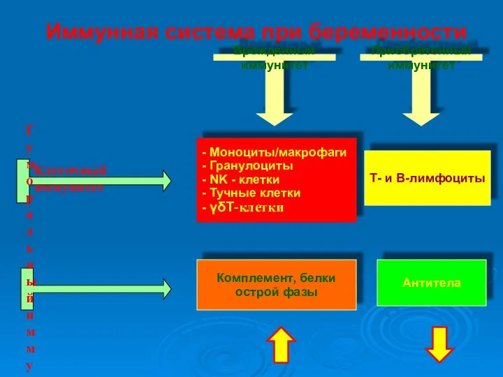 Иммунная система при беременности Приобретенный иммунитет - Моноциты/макрофаги - Гранулоциты - NK